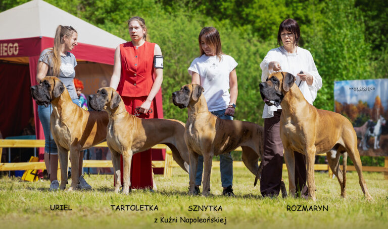 XXXIX Klubowa Wystawa Dogów Niemieckich